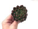 Echeveria Agavoides 'Golden Bear' 2" Succulent Plant