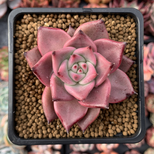 Echeveria Agavoides 'Red Ebony' 2"-3" Succulent Plant