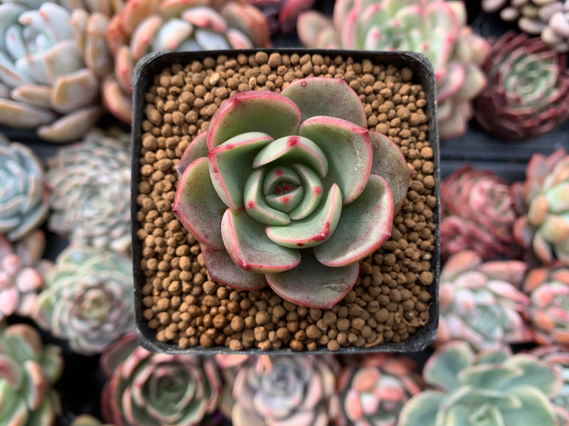 Echeveria Agavoides 'Salu' 2" Succulent Plant