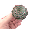 Echeveria 'Helena' Hybrid 2"-3" Powdery Succulent Plant