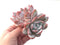 Echeveria 'Ivory' 4"-5" Powdery Rare Succulent Plant