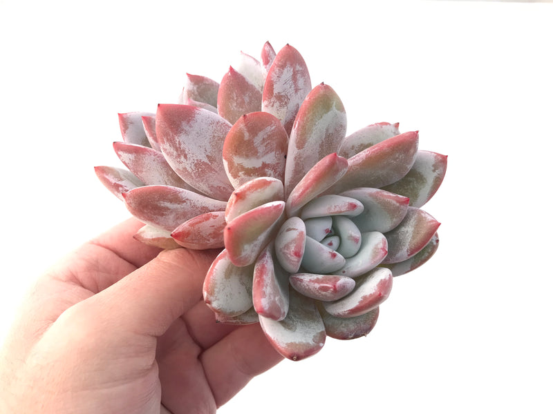 Echeveria 'Ivory' 4"-5" Powdery Rare Succulent Plant