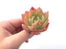 Echeveria 'Lemon Sweet' 2" Succulent Plant