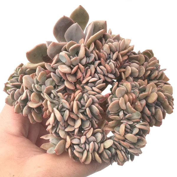 Graptoveria 'Debbie' Crested 5"-6" Rare Succulent Plant