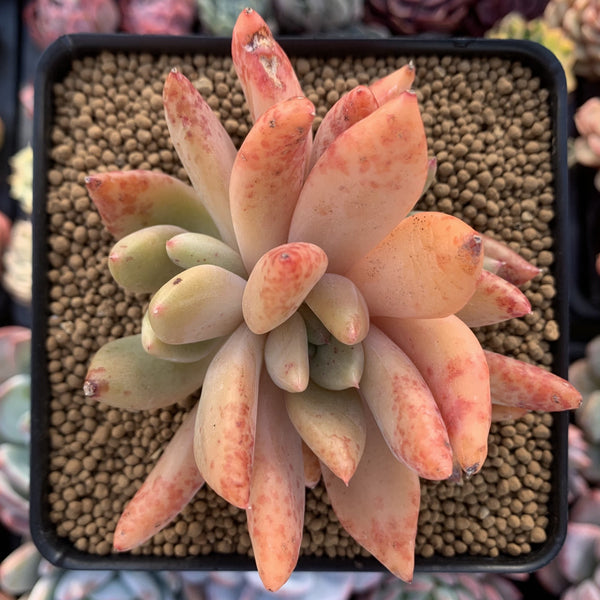 Echeveria Agavoides 'Spica' 4" Succulent Plant