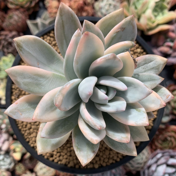 Pachyveria 'Simonasa' Variegated 4"-5" Powdery Succulent Plant