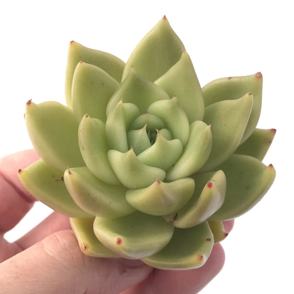 Echeveria Agavoides 'La Tale' 3" Succulent Plant