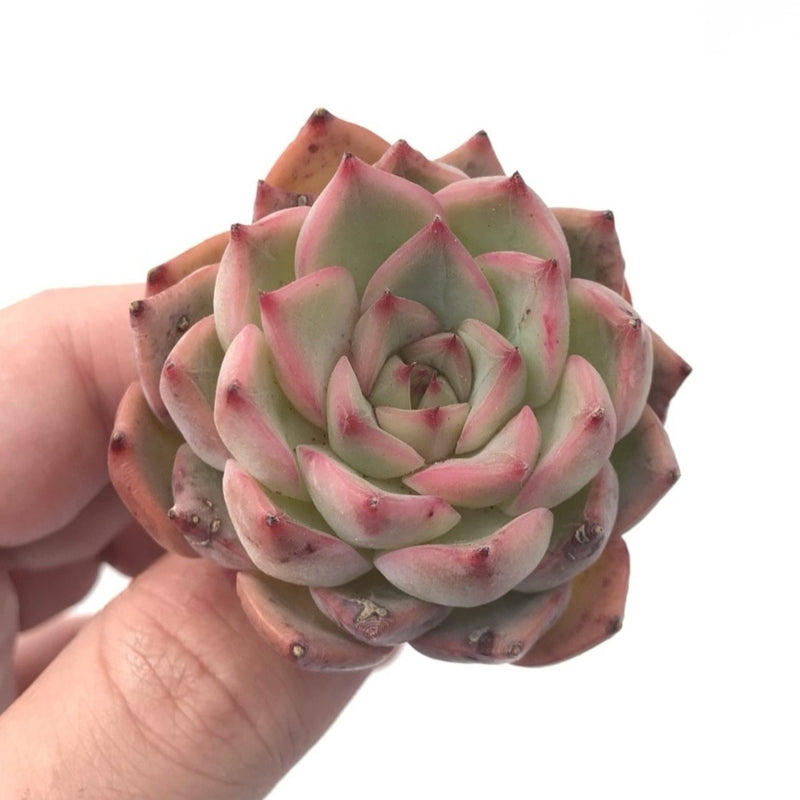 Echeveria 'Estrella’ 1” Rare Succulent Plant