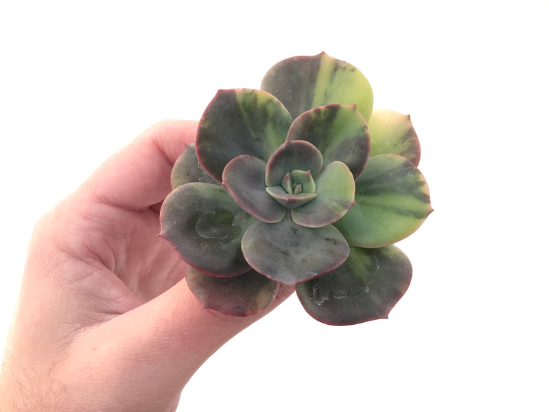 Echeveria 'Blue Metal' Variegated 3" Extremely Rare Succulent Plant