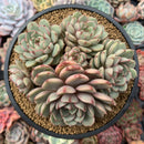 Echeveria 'Ben Badis' Cluster 4"-5" Succulent Plant