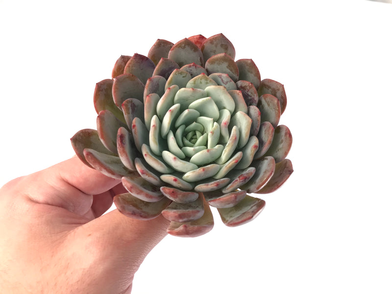 Echeveria 'Raffine' 3"-4" Powdery Succulent Plant