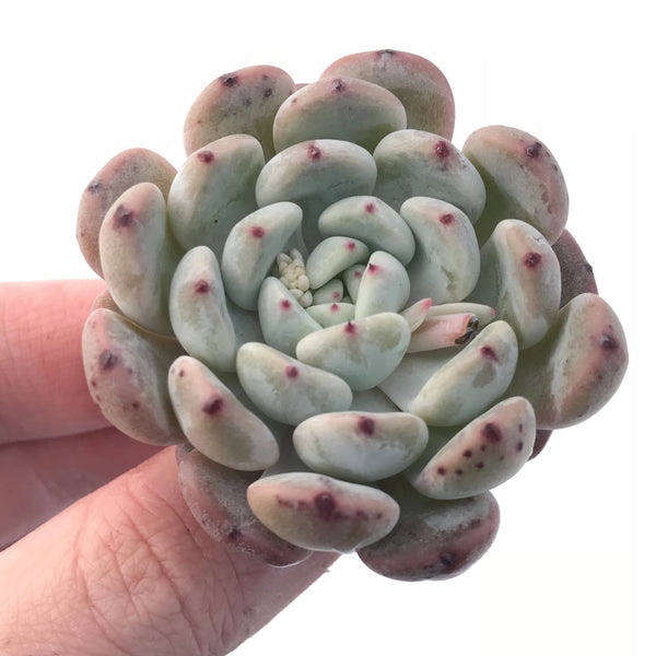 Echeveria Viyant Small 1”-2” Rare Succulent Plant