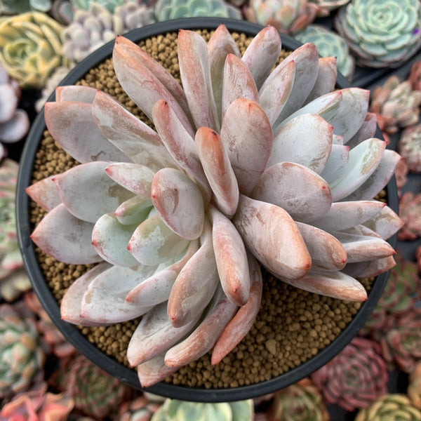 Echeveria 'Ivory' Double Headed Cluster 5" Powdery Succulent Plant