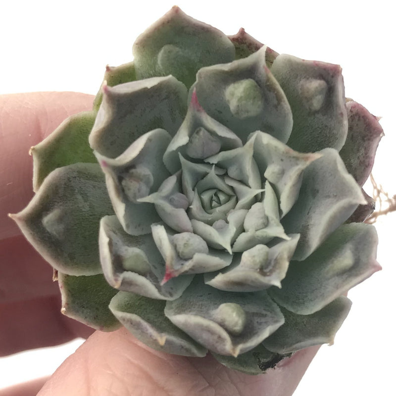 Echeveria 'Hearts Choice' 1" Small Succulent Plant