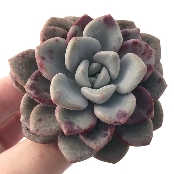 Echeveria 'Amore' 2"-3" Succulent Plant