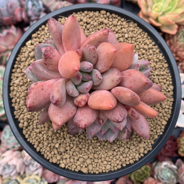 Echeveria Agavoides 'Spica' 4" Cluster Succulent Plant