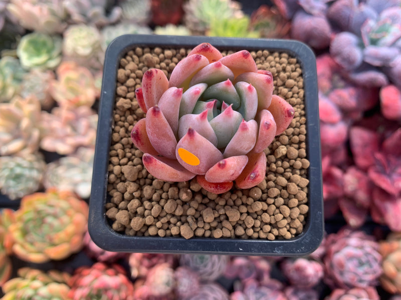 Echeveria 'Lindysana' Hybrid 1"-2" Succulent Plant