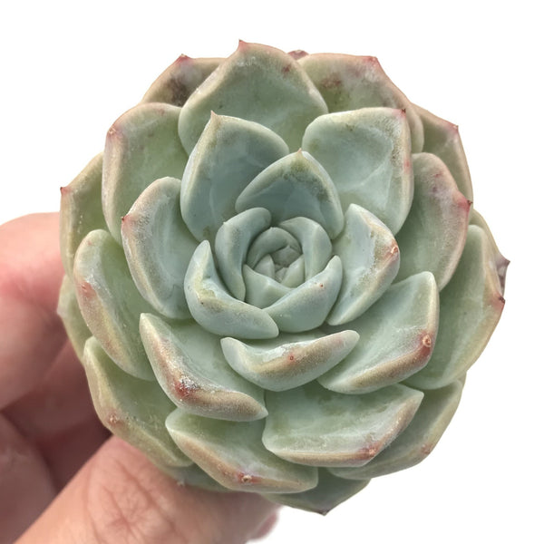 Echeveria sp. 2" Rare Succulent Plant