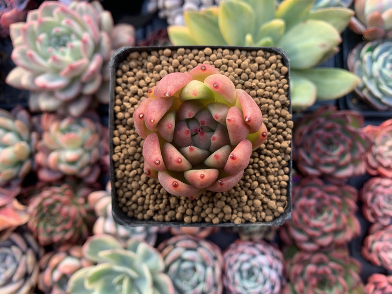 Echeveria Agavoides 'Wax' 2" Succulent Plant