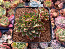 Echeveria sp. 2" Succulent Plant