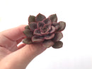 Echeveria 'Mina' 4" Succulent Plant