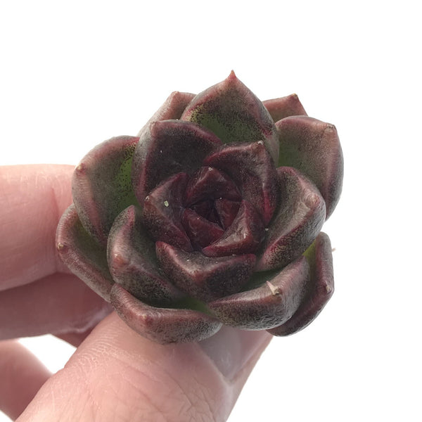 Echeveria 'Black Queen' 1" Small Succulent Plant