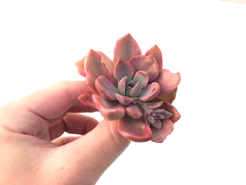 Graptoveria 'Mrs Richards' Variegated 3" Succulent Plant