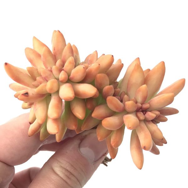 Sedum Adolphi Crested 3" Rare Succulent Plant