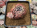 Echeveria 'Hanatsukiyo' 3" Succulent Plant