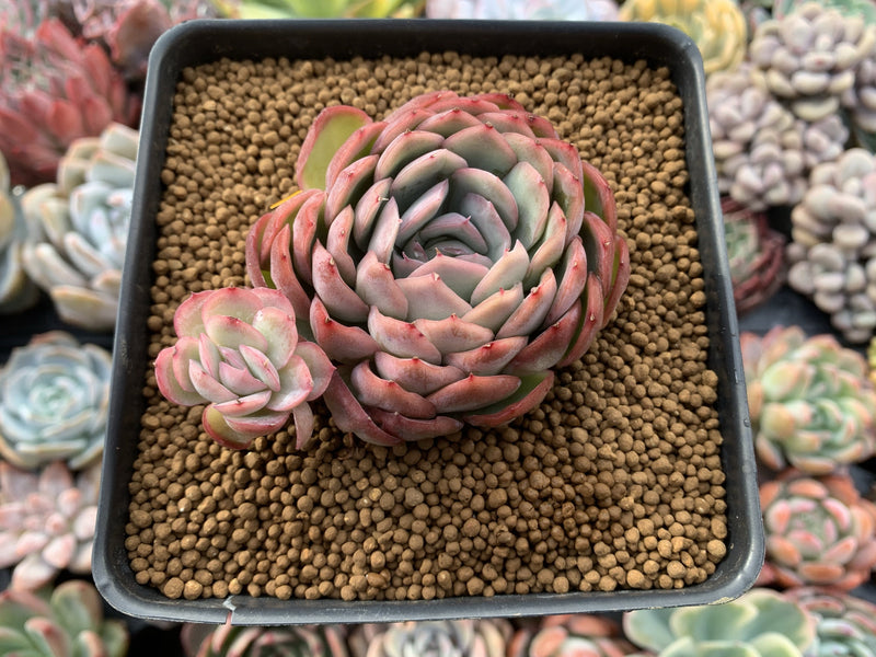 Echeveria 'Hanatsukiyo' 3" Succulent Plant