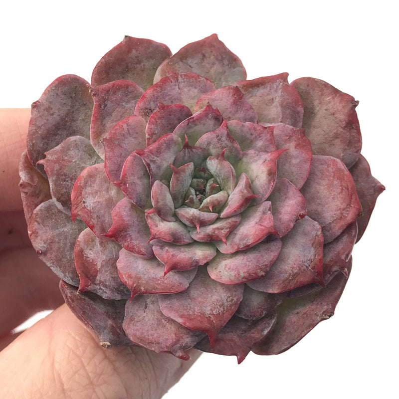 Echeveria 'Lovely' 3" Succulent Plant