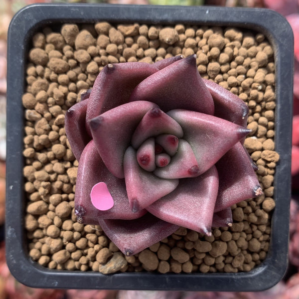 Echeveria Agavoides 'Red Ebony' 1"-2" Succulent Plant