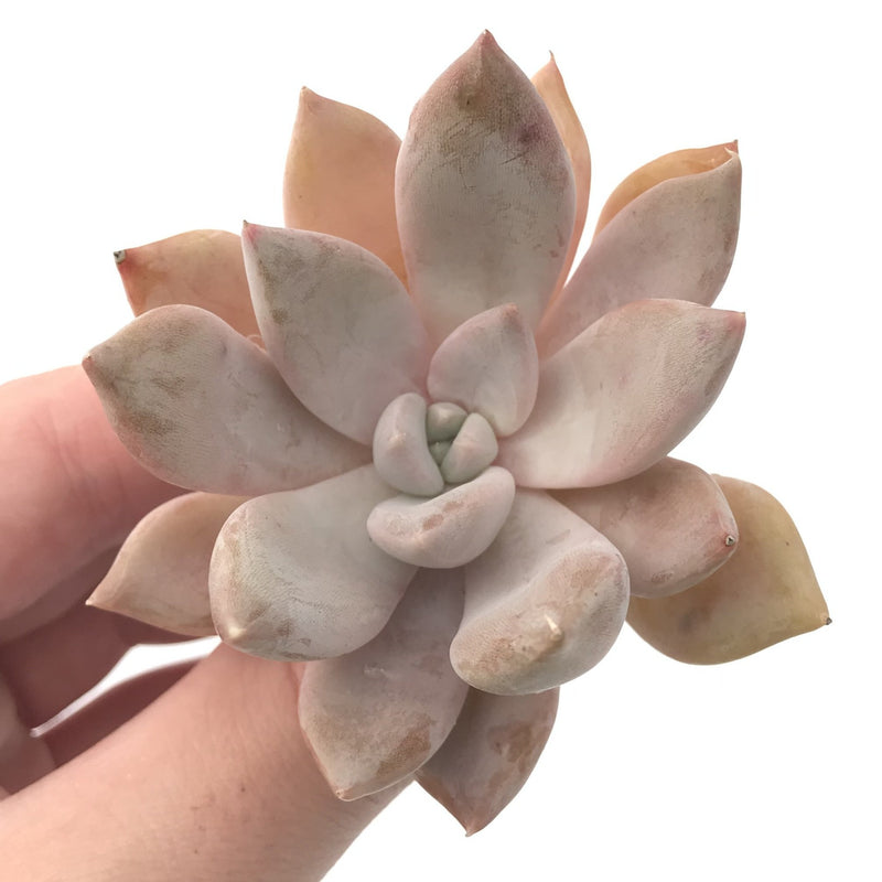 Echeveria 'Jinjuhee' 2" Rare Powdery Succulent Plant