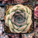 Echeveria 'Chung-ha' 2" Succulent Plant