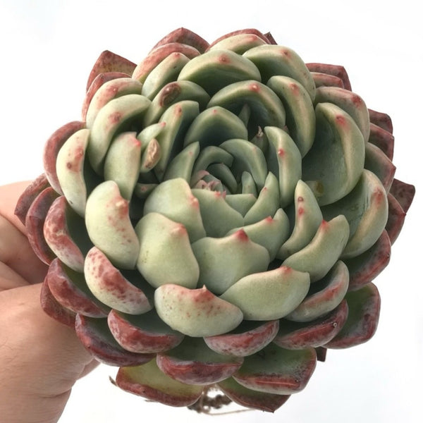 Echeveria sp. 4" Rare Succulent Plant