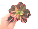 Echeveria 'Primadonna' Variegated 4"-5" Succulent Plant