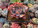 Echeveria 'Trumpet Pinky' 2"-3" Succulent Plant