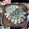 Echeveria 'Revolution' 2" Cluster Succulent Plant