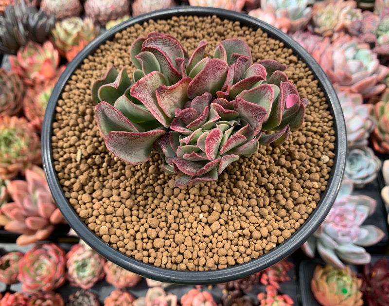 Echeveria 'Black Hawk' 4" Cluster with Crested Head Succulent Plant