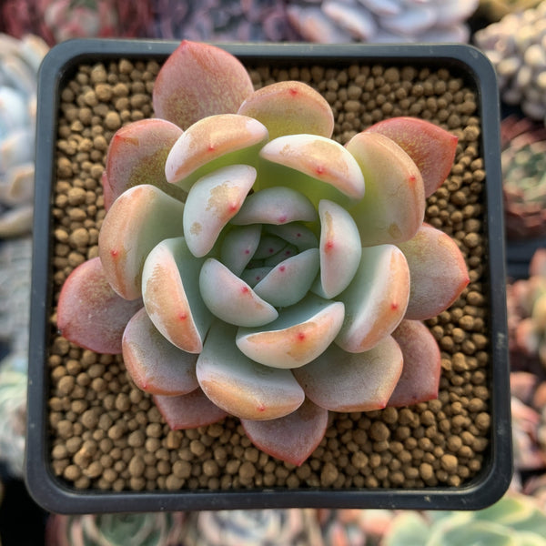 Echeveria 'Star Mark' 2" Succulent Plant