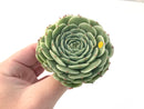 Echeveria 'Southern Bell' 4" Large Succulent Plant