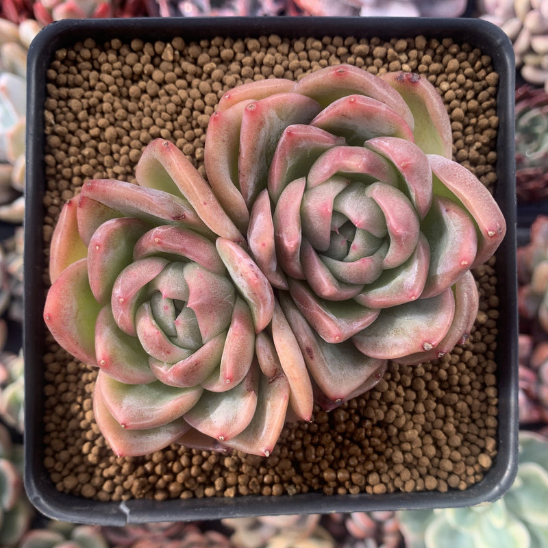 Echeveria Agavoides 'Snow Elian' 4" Succulent Plant