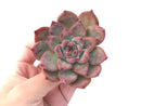 Echeveria 'Colorata' 3" Powdery Succulent Plant