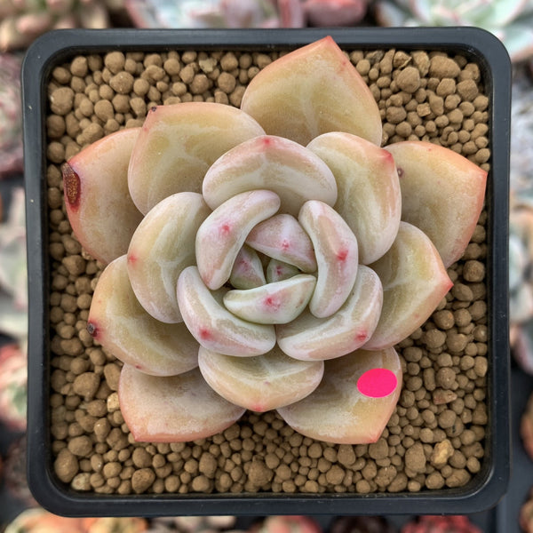 Echeveria 'White Champaign' 3" Succulent Plant