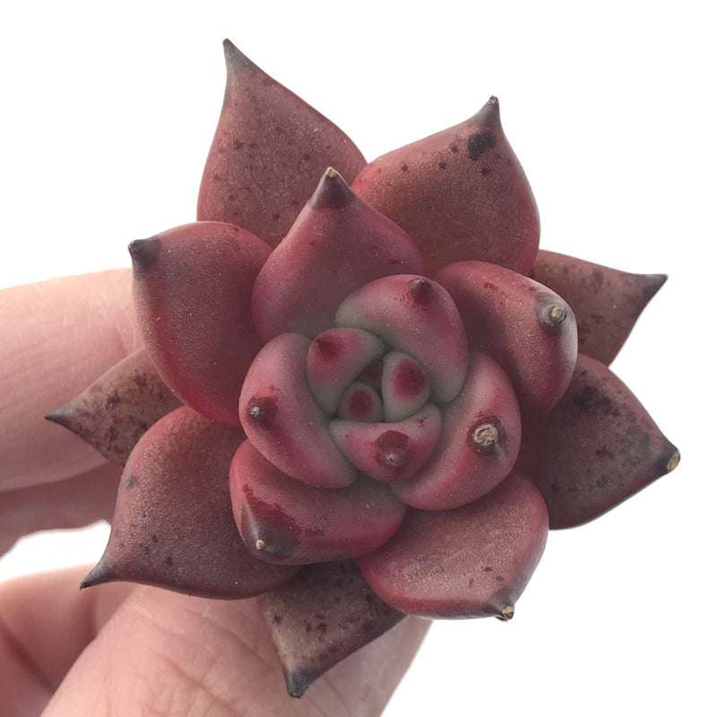 Echeveria Agavoides 'Red Ebony' 1" Succulent Plant