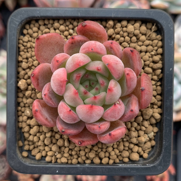 Echeveria Agavoides 'Piano' 2" Succulent Plant