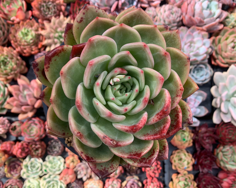 Echeveria Agavoides 'Champaign' 6" Very Large Succulent Plant