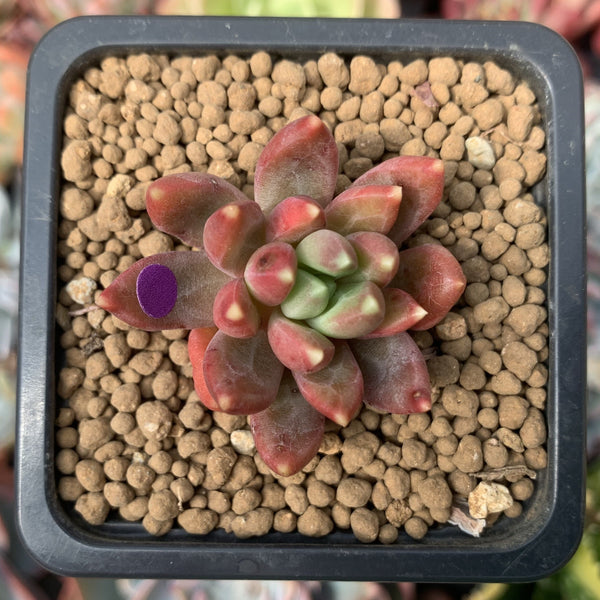 Pachyphytum Compactum 'Pink Glaucum' 1" Succulent Plant