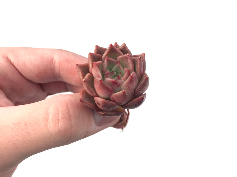 Echeveria 'Jelly Peach' Small 1" New Hybrid Succulent Plant