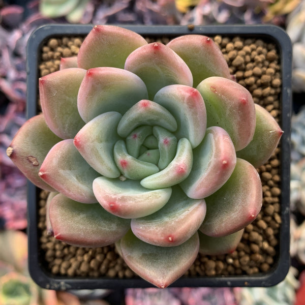 Echeveria 'Charlotte' 3" Succulent Plant